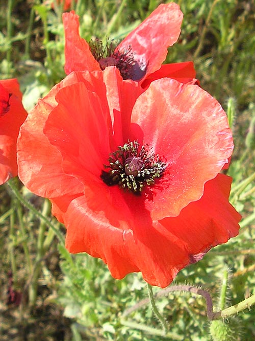 Corn Poppy Seed, Red, Papaver rhoeas Seed, Red