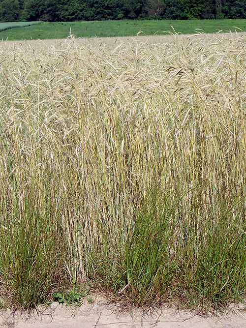 Mean dry weight (DW) of Secale cereale (rye) (A) and Lepidium